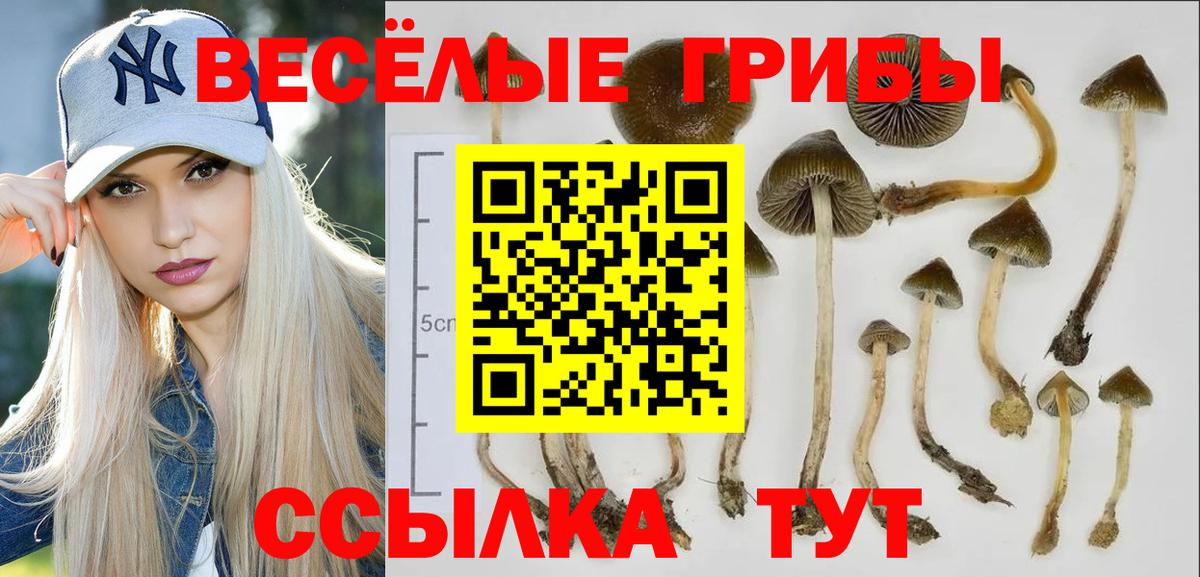 Псилоцибиновые грибы GOLDEN TEACHER Кингисепп