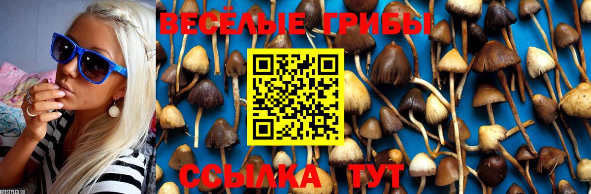 Кингисепп  Псилоцибиновые грибы Cubensis  цены   Вход с VPN 